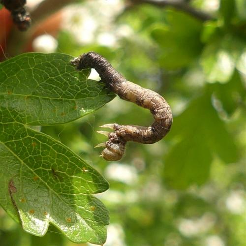Erannis defoliaria